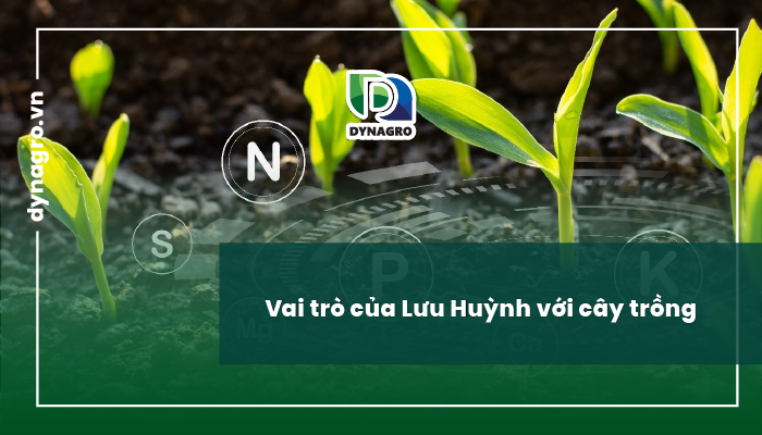 Vai trò của Lưu Huỳnh với cây trồng