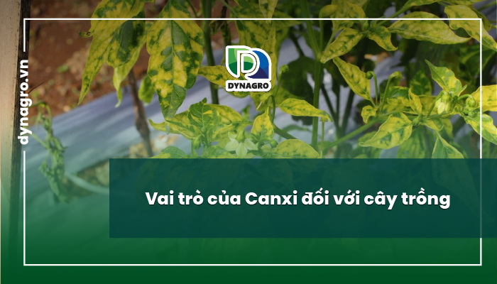 vai-tro-cua-canxi-bieu-hien-thieu-thua-canxi