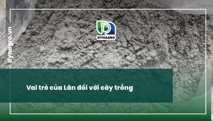 vai trò của lân