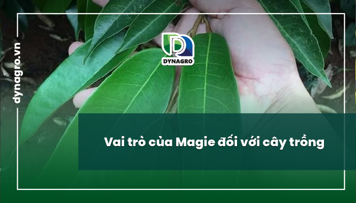 vai-tro-magie-va-vai-tro-cua-magie-doi-voi-cay-trong