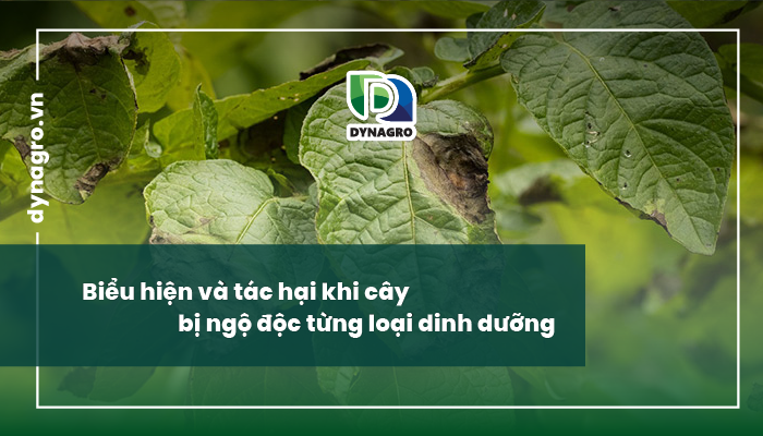xu-ly-bieu-hien-va-cach-xu-ly-ngo-doc-dinh-duong