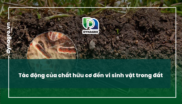 vi sinh vật trong đất