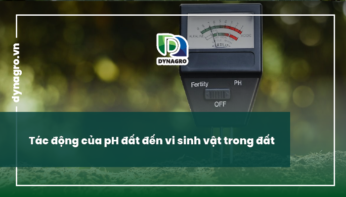 vi sinh vật trong đất