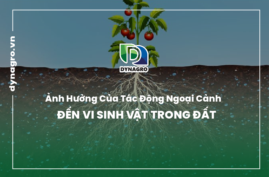 anh-huong-cua-tac-dong-ngoai-canh-den-vi-sinh-vat-trong-dat