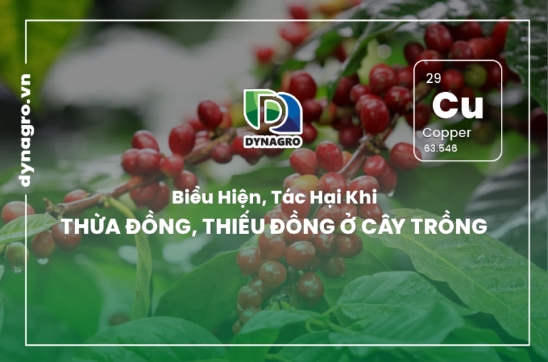 bieu-hien-tac-hai-khi-thua-dong-thieu-dong-o-cay-trong