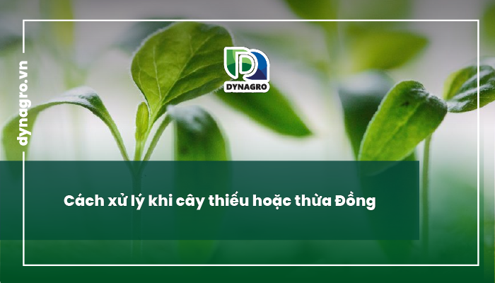 bieu-hien-tac-hai-khi-thua-dong-thieu-dong-o-cay-trong-cach-xu-ly