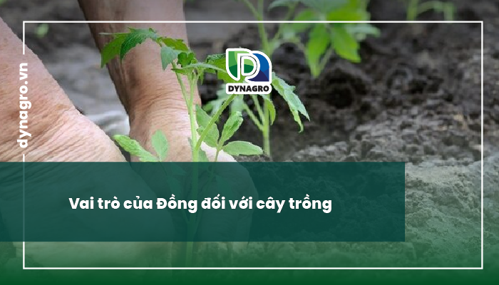 bieu-hien-tac-hai-khi-thua-dong-thieu-dong-o-cay-trong-vai-tro