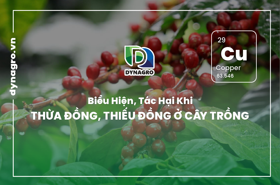 bieu-hien-tac-hai-khi-thua-dong-thieu-dong-o-cay-trong