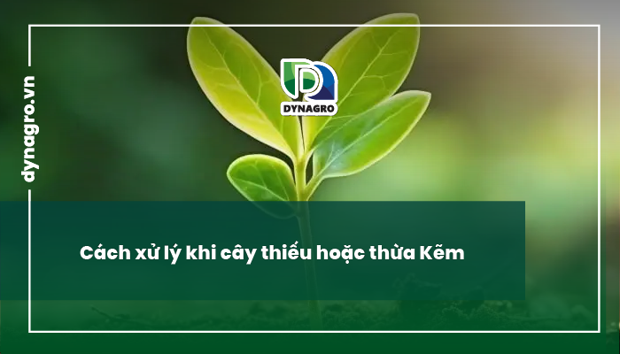 Kẽm ở cây trồng