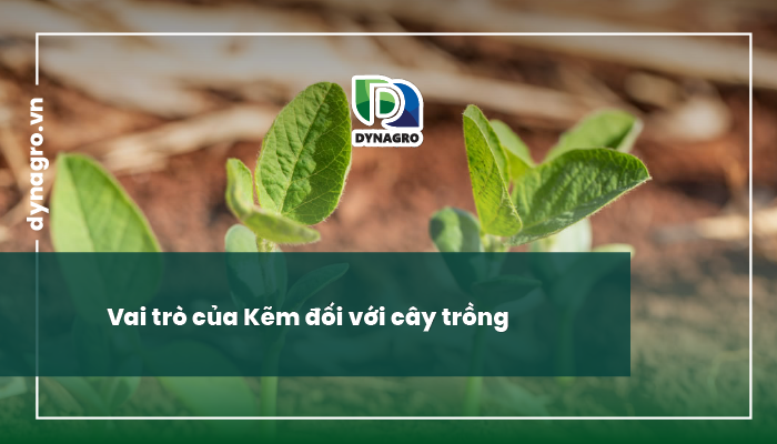 Kẽm ở cây trồng
