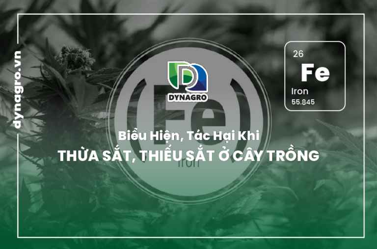 bieu-hien-tac-hai-khi-thua-sat-thieu-sat-o-cay-trong