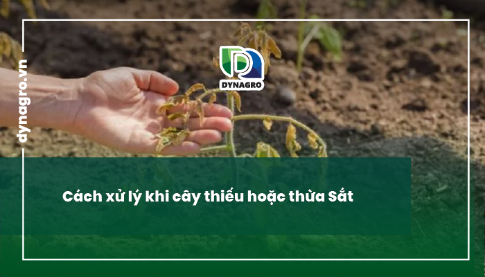 bieu-hien-tac-hai-khi-thua-sat-thieu-sat-o-cay-trong-cach-xu-ly