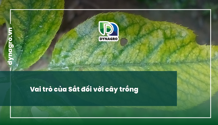 bieu-hien-tac-hai-khi-thua-sat-thieu-sat-o-cay-trong-vai-tro