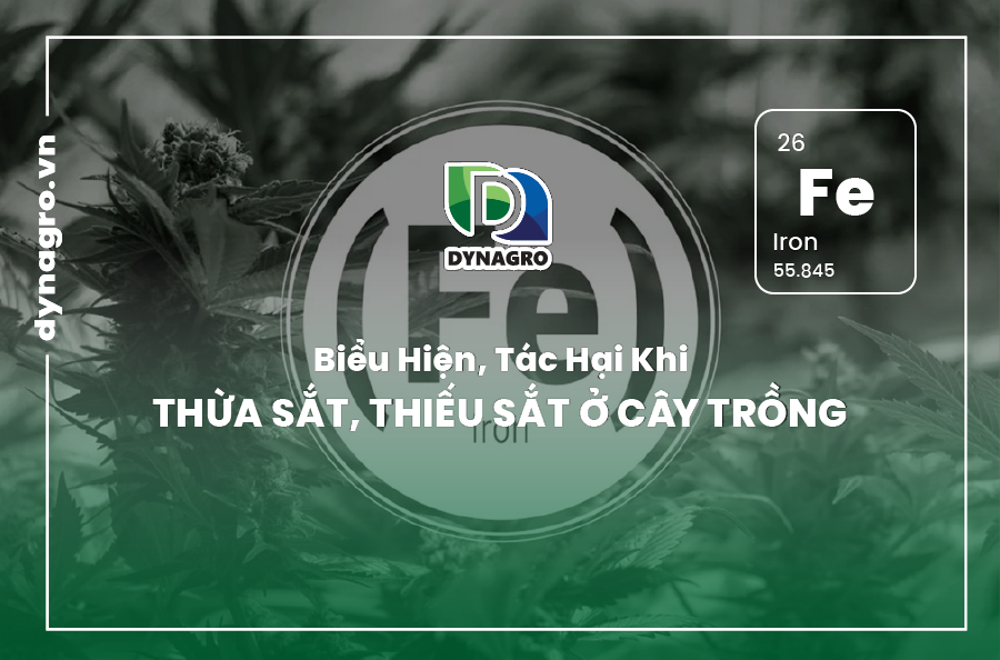 bieu-hien-tac-hai-khi-thua-sat-thieu-sat-o-cay-trong