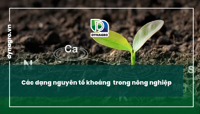 vai trò của các nguyên tố khoáng