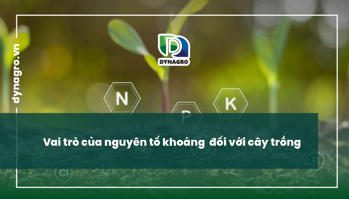 vai trò của các nguyên tố khoáng