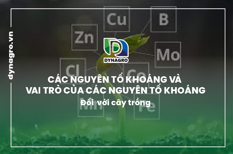 cac-nguyen-to-khoang-va-vai-tro-cua-cac-nguyen-to-khoang