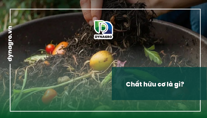 chat-huu-co-va-vai-tro-cua-chat-huu-co-trong-dat-chat-huu-co