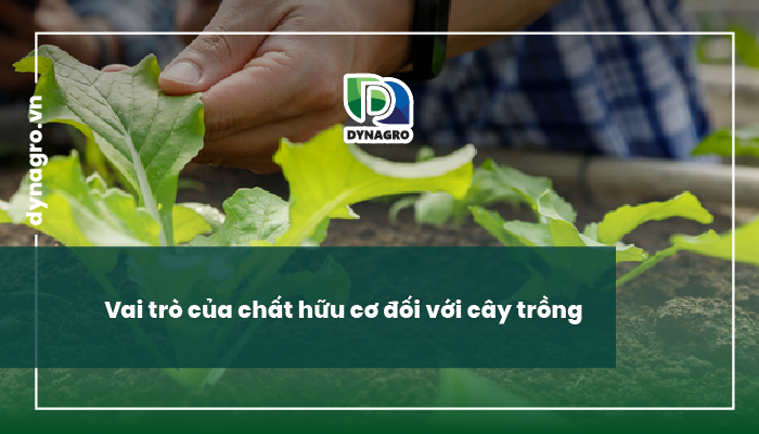 chat-huu-co-va-vai-tro-cua-chat-huu-co-trong-dat-vai-tro