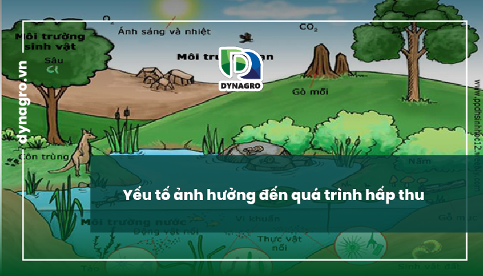 hấp thu dinh dưỡng