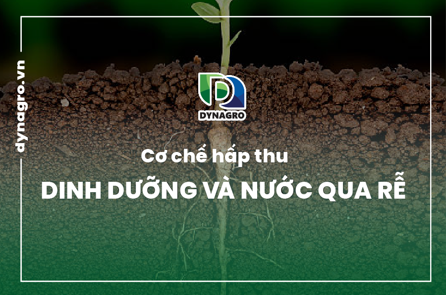 co-che-hap-thu-dinh-duong-va-nuoc-qua-re