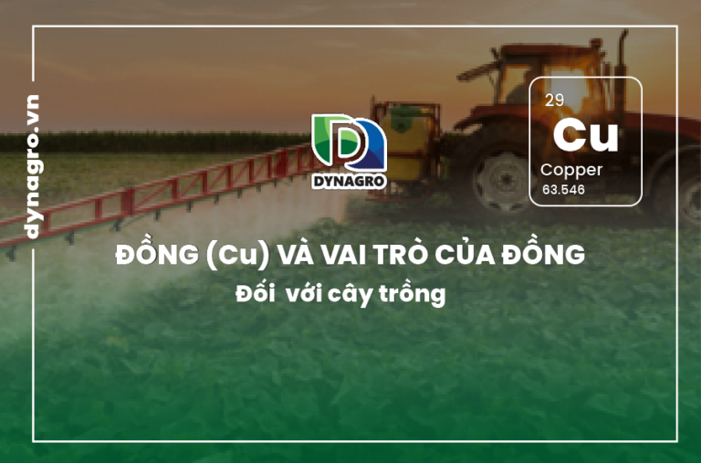dong-va-vai-tro-cua-dong-doi-voi-cay-trong