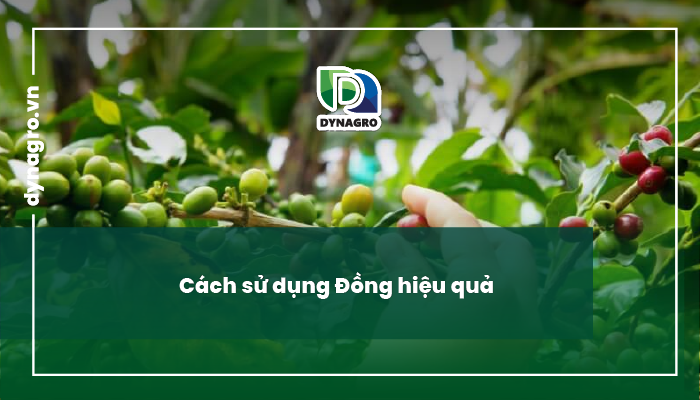 dong-va-vai-tro-cua-dong-doi-voi-cay-trong-dong-la-gi