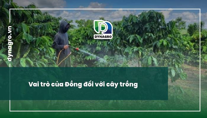 dong-va-vai-tro-cua-dong-doi-voi-cay-trong-dong-la-gi