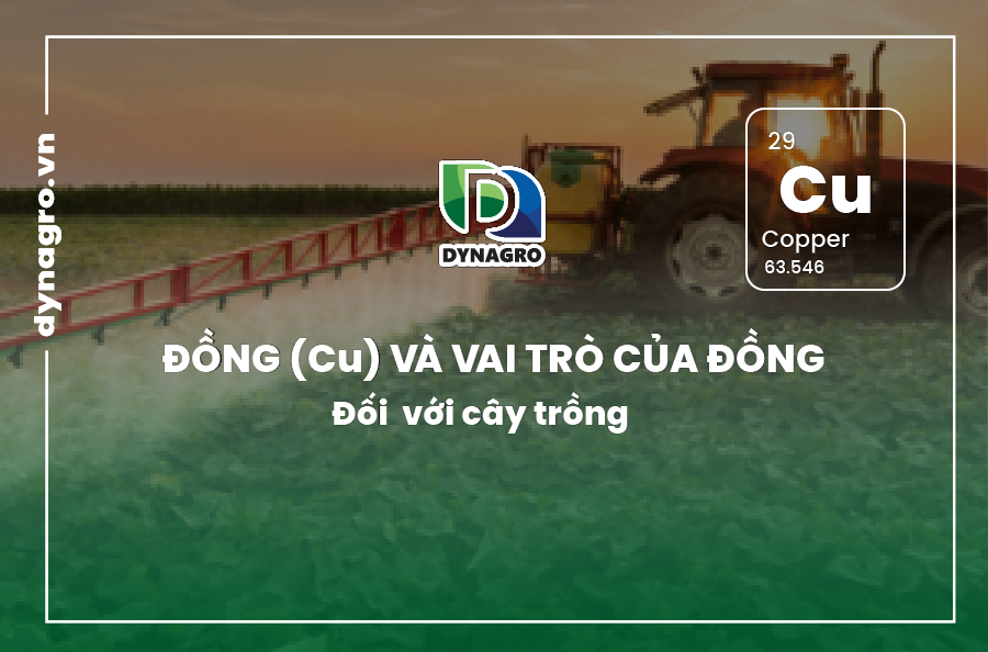 dong-va-vai-tro-cua-dong-doi-voi-cay-trong
