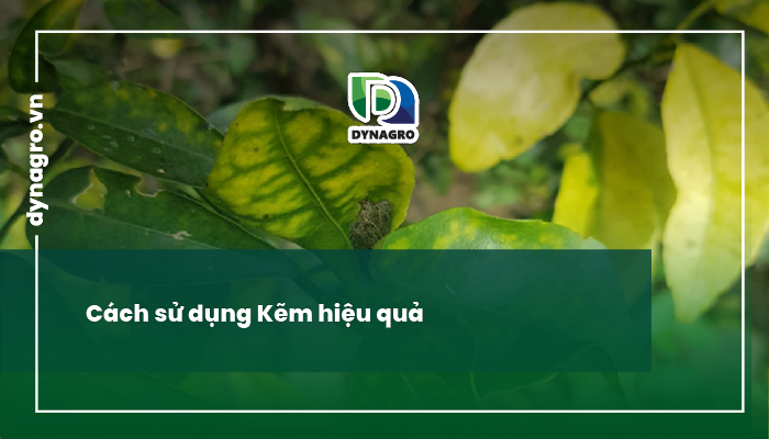 kem-va-vai-tro-cua-kem-doi-voi-cay-trong