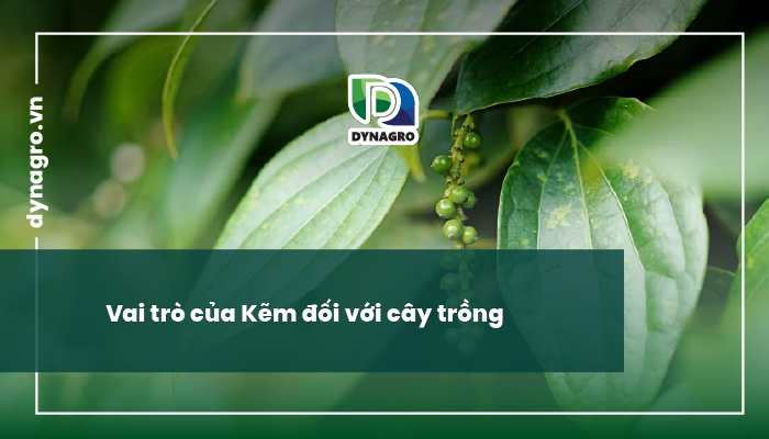 kem-va-vai-tro-cua-kem-doi-voi-cay-trong