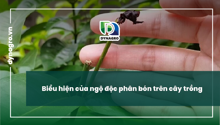 ngộ độc phân bón