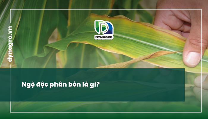 ngộ độc phân bón