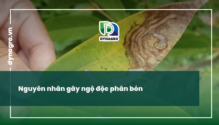 ngộ độc phân bón