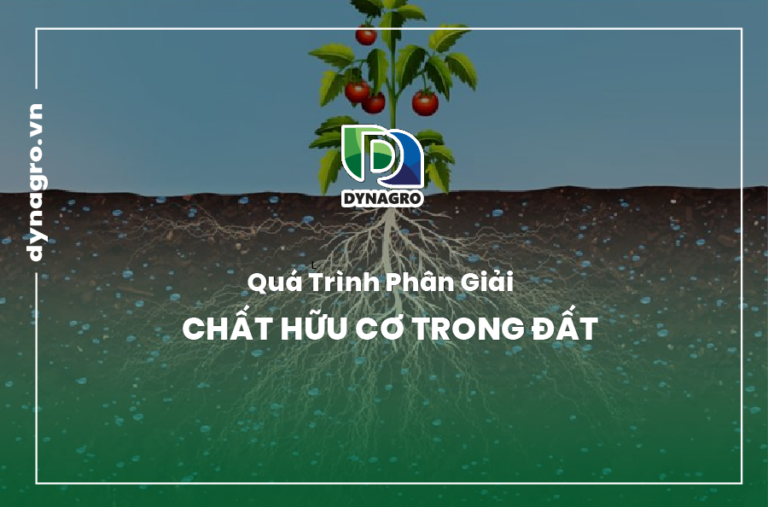 phân giải chất hữu cơ trong đất
