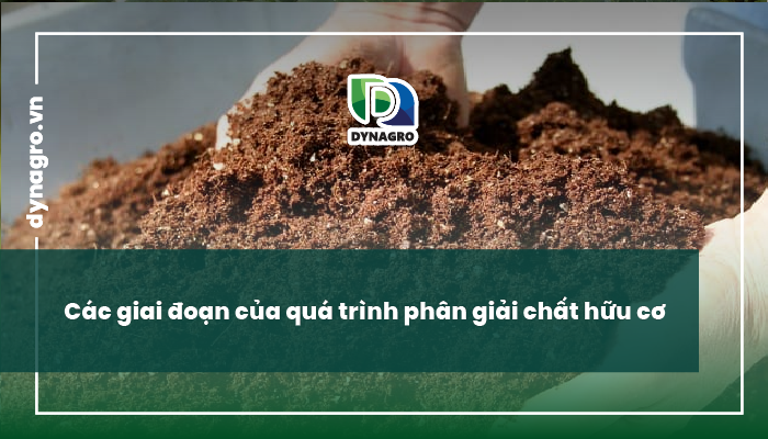 phân giải chất hữu cơ trong đất