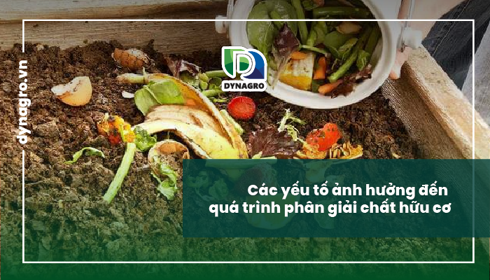 phân giải chất hữu cơ trong đất