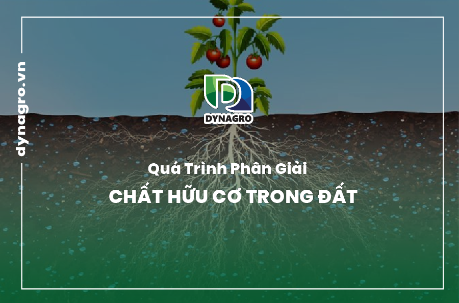phân giải chất hữu cơ trong đất