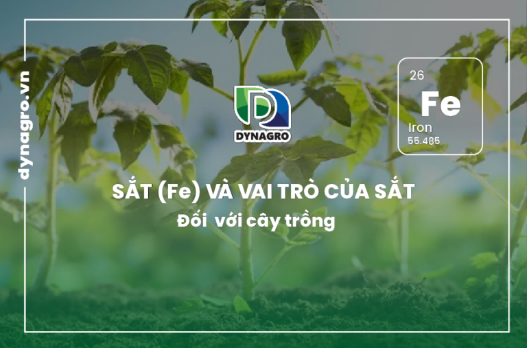sat-va-vai-tro-cua-sat-doi-voi-cay-trong