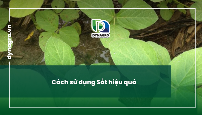 vai trò của sắt - sắt là gì