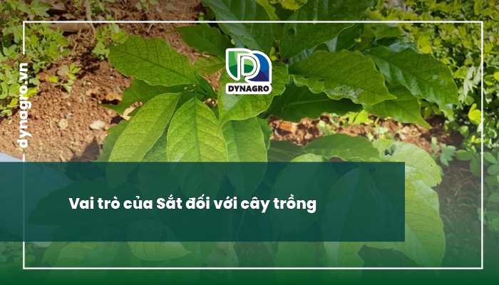 vai trò của sắt - sắt là gì