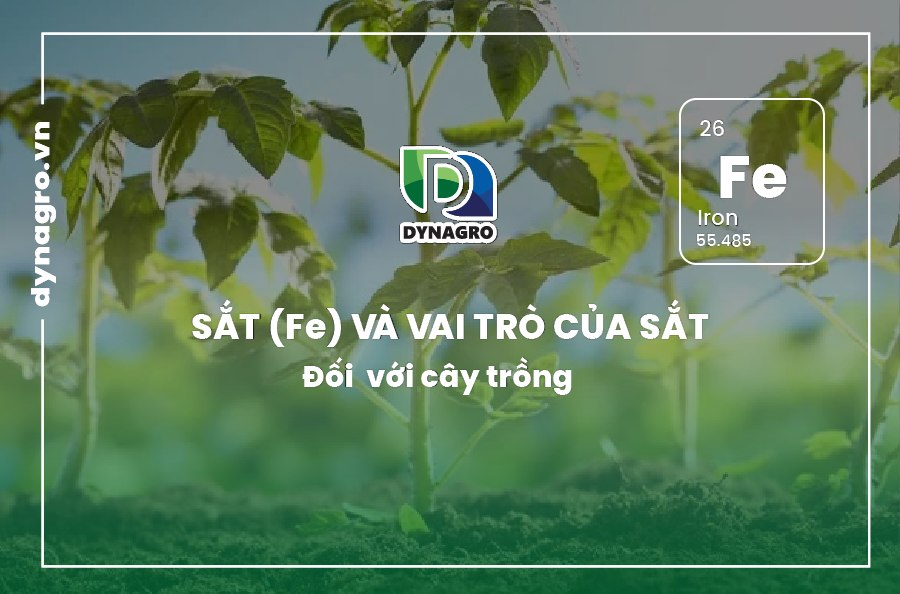 sat-va-vai-tro-cua-sat-doi-voi-cay-trong