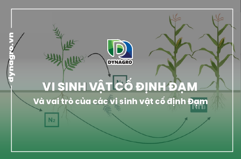 vi sinh vật cố định đạm