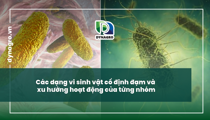 vi sinh vật cố định đạm