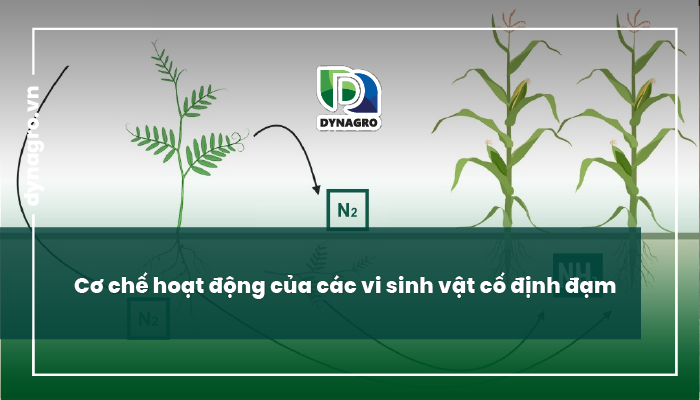 vi sinh vật cố định đạm
