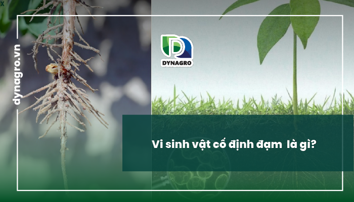 vi sinh vật cố định đạm