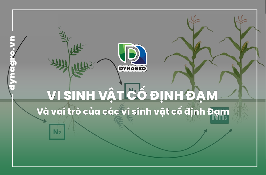 vi sinh vật cố định đạm