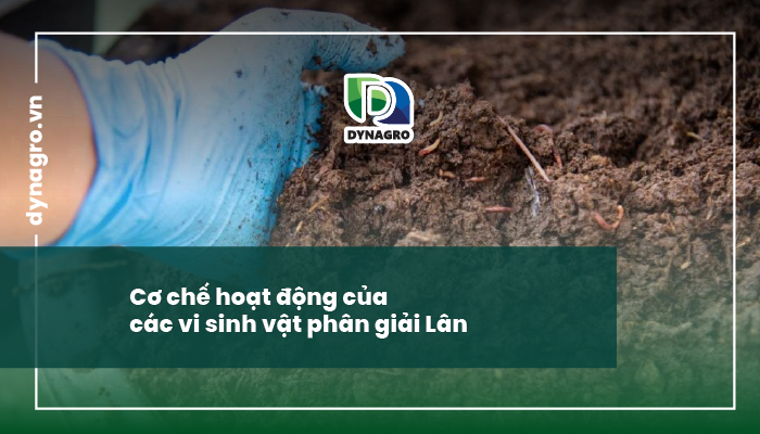 vi sinh vật phân giải lân