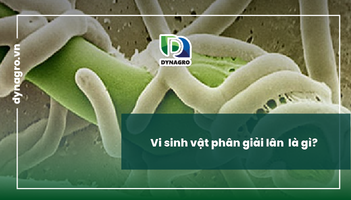 vi sinh vật phân giải lân
