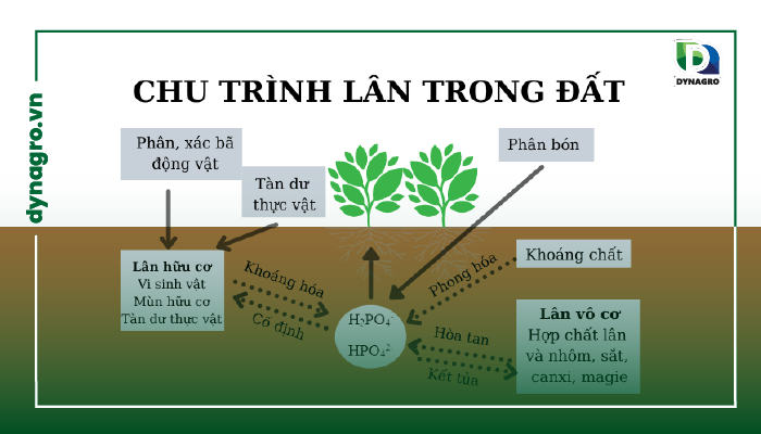 vi sinh vật phân giải lân